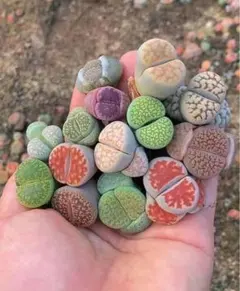 reotukene123様 リクエスト 3点 まとめ商品