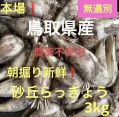 鳥取県産 農薬不使用 玉らっきょう - メルカリ 鳥取県産 農薬不使用 玉らっきょう