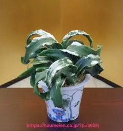 万年青　オモト　獅子　4.5号陶器鉢つき　③　子株つき❗ 万年青 オモト 獅子 4.5号陶器鉢つき ③ 子株つき❗ オモト (縞