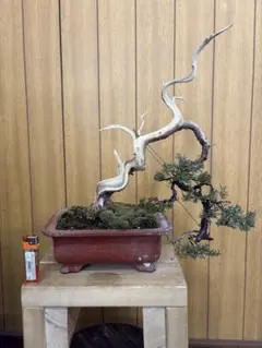 2026年最新】真柏の人気アイテム - メルカリ