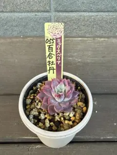 ☆百合牡丹☆札付き　ポットごと ミックスベリア　055 おらいさん苗