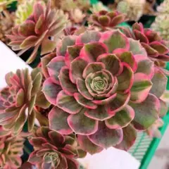 アエオ　クララ恋人錦　　　超希少美斑色　ビック群生　　抜き苗