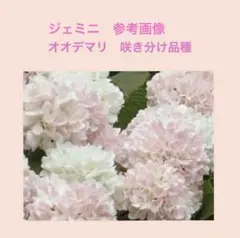 専用 桃色オオデマリジェミニ挿し木用挿し穂 ビバーナムガーデニング