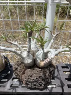 希少　現地球　パキポディウム　グラキリス　ダブルヘッド　四枝　２頭　超美株　良形 パキポディウム グラキリス 超スーパー良型ダブルヘッド最高色