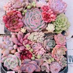多肉植物 寄せ植えset 大きめ大盛り♡11191