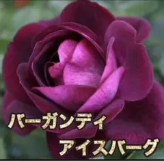 #【数量限定】フォロ様限定♡価格❣