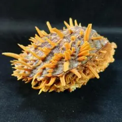 貝 標本 クモエウチワ？　特美品 木村蒹葭堂貝石標本：：：