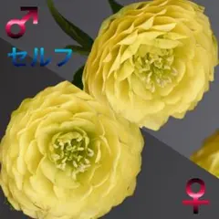 ヒデジイ様 リクエスト 3点 まとめ商品