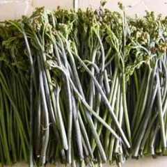 蒼音様専用　青森県産天然わらび1キロ　極太　注文後収穫