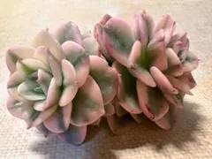 2026年最新】多肉植物錦の人気アイテム - メルカリ