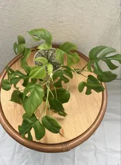 超希少❗️モンステラ オブリクア ヤスニ✨ - メルカリ