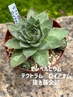 センペルビウム 大紫盃 大型種 迫力・:*+.(( °ω° ))/.:+ - メルカリ