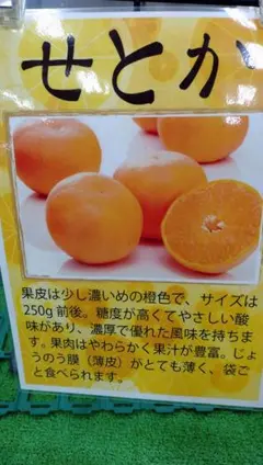 「せとか・ポンカン」セット販売柑橘系 果樹苗 2本セット せとか・ポンカン」セット販売柑橘系 果樹苗 2本セット - メルカリ