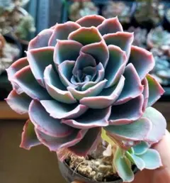 2026年最新】おらいさんの人気アイテム - メルカリ