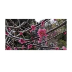 ぼちぼち様 リクエスト 3点 まとめ商品