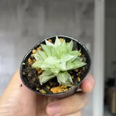 多肉植物 旧氷砂糖 錦 抜き苗 - メルカリ
