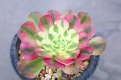 53#多肉植物アエオニウム錦❤️ 海仙❤️1大頭 2子芽11cm拨き苗 - メルカリ