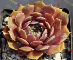 2026年最新】センペルビウムの人気アイテム - メルカリ