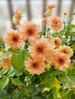 2026年最新】ラナンキュラスラックス ロティスの人気アイテム - メルカリ