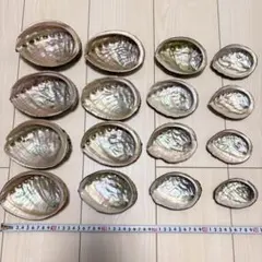 天然アワビ 貝殻 16個