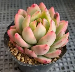 水曜日発送予定(o^^o)様 リクエスト 2点 まとめ商品