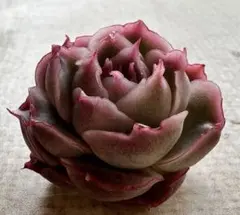 N*o様 3667 新入荷　エビギョウザ　エケベリア　多肉植物　撮影1月18日