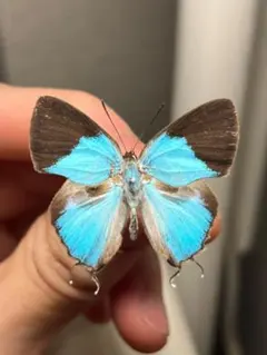 2026年最新】蝶の人気アイテム - メルカリ