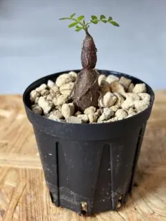 2025年最新】オペルクリカリアの人気アイテム - メルカリ