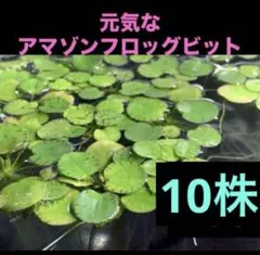 アマゾンフロッグピット(psb 光合成細菌　ホテイアオイ　ホテイソウ　アナカリスのサムネイル
