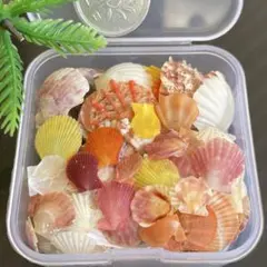 ✴︎貝殻詰合せ（イタヤガイ•ヒオウギガイ他）✴︎131
