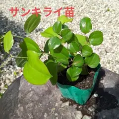 サンキライの苗3株 雌雄不明 Gのサムネイル