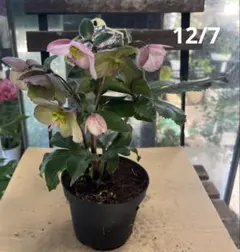 Atelier　Shelly　クリスマスローズ５点 2025年最新】クリスマスローズ 氷の薔薇 アーリーローズの人気アイテム