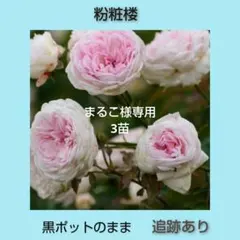 2026年最新】みさき ミニバラの人気アイテム - メルカリ