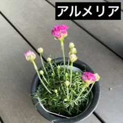 高橋保雄様 リクエスト 3点 まとめ商品