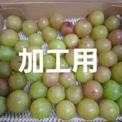 無農薬梅 十郎1キロ 無選別 - メルカリ