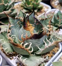EE210 多肉植物 アガベ　チタノタ 毒液 台湾 強棘のサムネイル