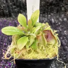 2026年最新】セファロタスの人気アイテム - メルカリ