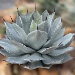 2025年最新】吉祥天 姫の人気アイテム - メルカリ