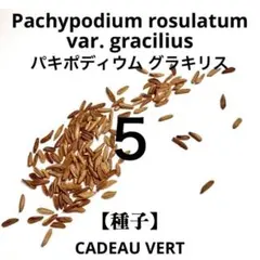 パキポディウム グラキリス種子☆P.Gracilius象牙宮 種子5粒 - メルカリ