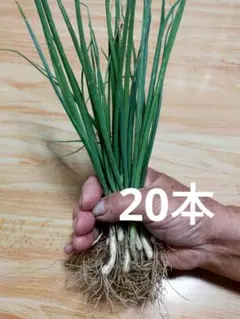 2026年最新】長ネギ苗の人気アイテム - メルカリ