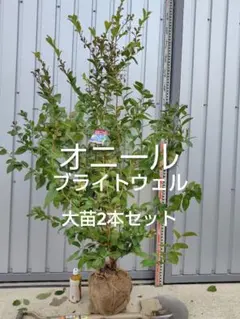 ブルーベリー苗　オニール大苗2本セット① 大実サザンブッシュ系ブルーベリー サザンオニール 12cmポット苗