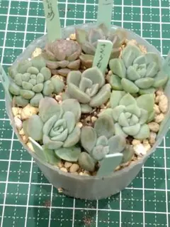 はなちゃん様専用 速達対応 ⑧つぶつぶ屋さん　カット苗　8種セット　多肉植物