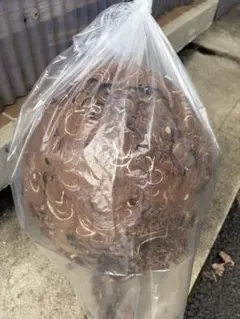 スズメバチの巣 標本 （2つセット）自然乾燥済み 縁起物 - メルカリ