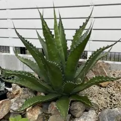 2025年最新】ジェントリージョーズの人気アイテム - メルカリ