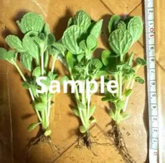 特大苗 アロマティカス 抜き苗 3本セット【8/15発送分】