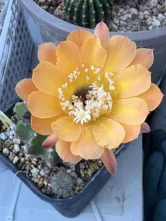 ももすけ様 リクエスト 2点 まとめ商品