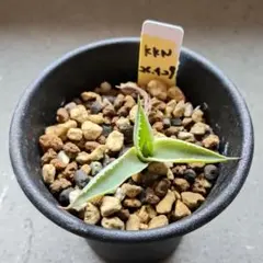 xox66　吉翔冠錦　4株セット　優秀株　大株　班入り　抜き苗　チタノタ fit=scale-down,w=1200