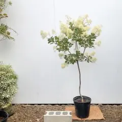 スモークツリー ホワイトフラーフ/ 395 - メルカリ