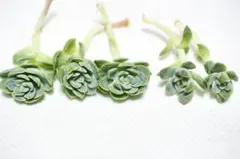 ＜最終値下＞多肉植物 レモンクリーム ＆ ドリームスーツ　カット苗（カキ仔）