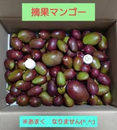 値下げ！お買い得！！早い物勝ち！摘果マンゴー 6キロ - メルカリ